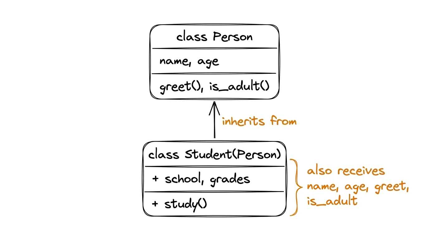 A child class inherits attributes and methods from its parent Illustration: Person class with attributes name, age and method greet, below it Student(Person) class with additional fields school, grades and method study, an arrow from Student to Person showing the inheritance link, and an annotation explaining that Student also receives everything from Person